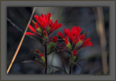 California Indian Paint Brush In The Shade