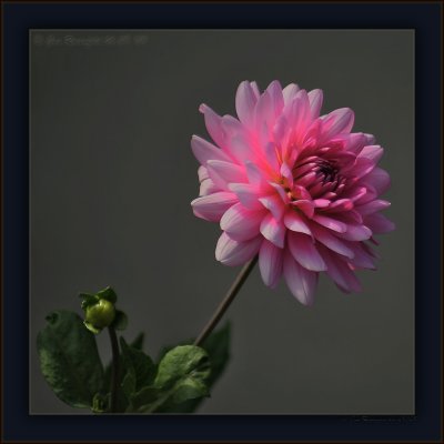 Evening View From Above - Dahlia