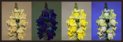 *Snap* Draggin' My Mouse AroundPermutations On Variegations