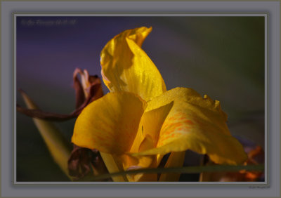 Canna Plant Cursive Aglow In Intense Afternoon Sun