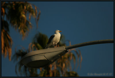 Santa Monica Seagull Basking In The Warm Pre-Sunset Light