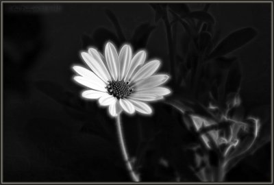 A Black & White With Natural LightAnd, A Dash Of Fractal Spice Tonight