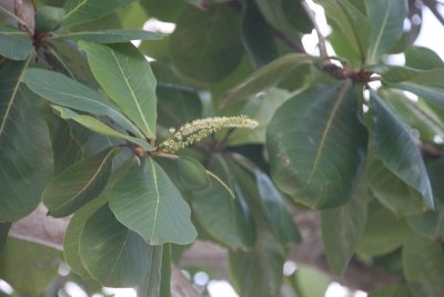 Cây bàng tươi mát