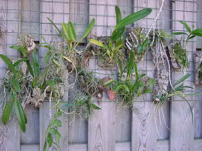 PHONG LAN VA ÐỊA LAN - ORCHIDS FOR EVERYONE