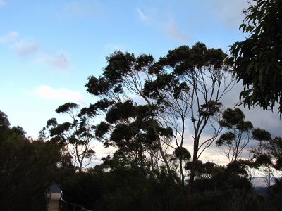 Gum Trees_MG_4819_resize.jpg