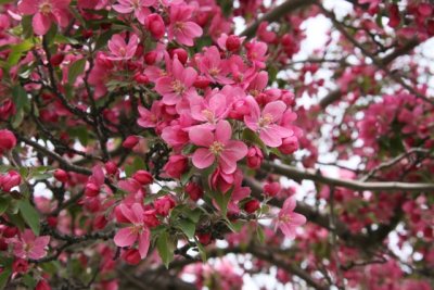 IMG_0014_Cherry blossom_RS.jpg