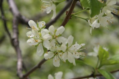 IMG_0024_Plum_RS.jpg