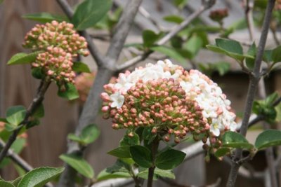 IMG_0036_Flower_RS.jpg
