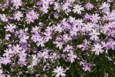 IMG_0037_Flower_RS.jpg