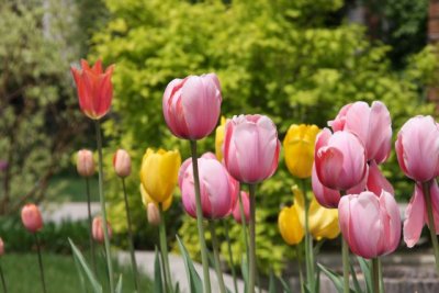 IMG_0045_Tulips_RS.jpg