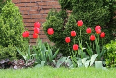 IMG_0060_Tulips_RS.jpg