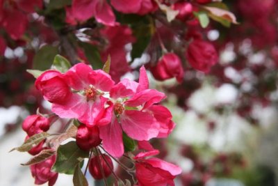 IMG_0070_Cherry Blossom_RS.jpg