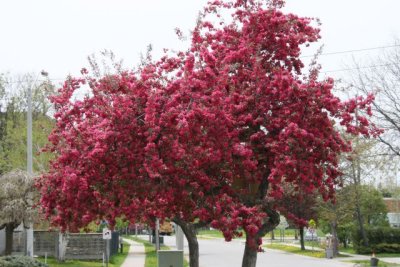 IMG_0075_Cherry Blossom_RS.jpg
