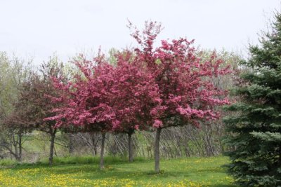 IMG_0086_Cherry Blossom_RS.jpg