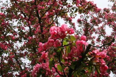 IMG_0088_Cherry Blossom_RS.jpg