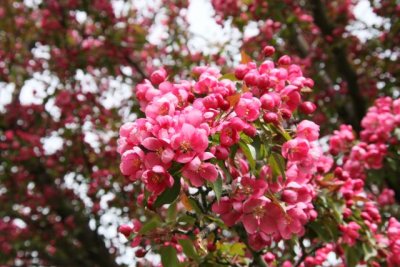 IMG_0091_Cherry Blossom_RS.jpg
