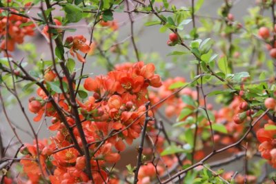 IMG_0001_Flower_RS.jpg