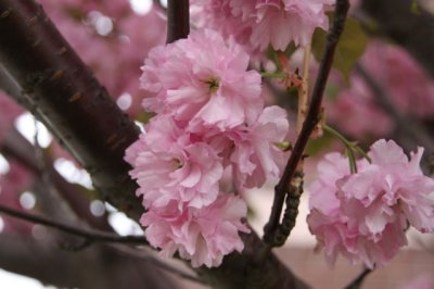 IMG_0005_C Blossom_RS.jpg