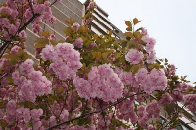 MÙA XUÂN TẠI CANADA - SPRING IN CANADA