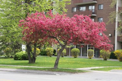 IMG_0010_Cherry blossom_RS.jpg