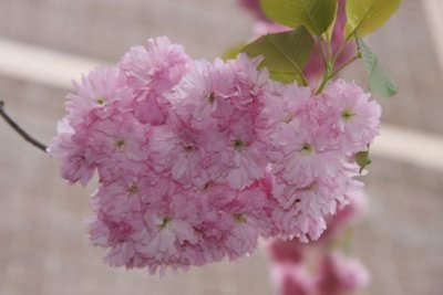 IMG_0013_Cherry Blossom_RS.jpg