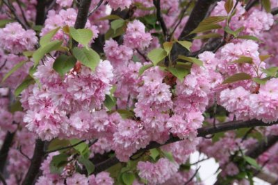IMG_0017_Cherry Blossom_RS.jpg