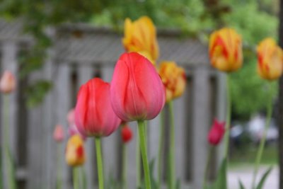 IMG_0020_Tulips_RS.jpg