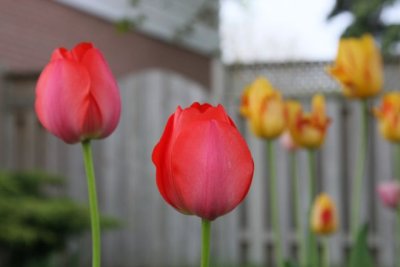 IMG_0025_Tulips_RS.jpg