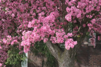 IMG_0039_Cherry blossom_RS.jpg