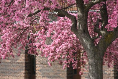IMG_0042_Cherry blossom_RS.jpg