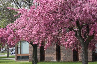 MÙA XUÂN TẠI CANADA - SPRING IN CANADA