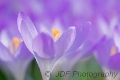 Crocus