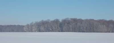 Woodland Winter