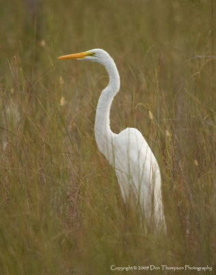 Everglades National Park - Near Flamingo