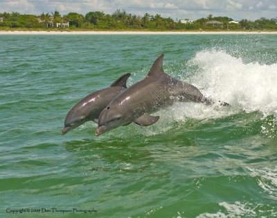 Dolphin