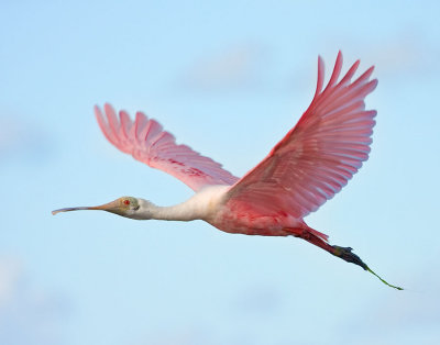 Rosetta Spoonbill