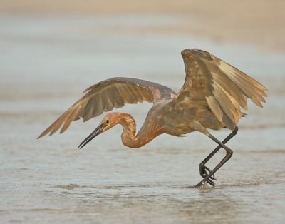 Reddish Egret