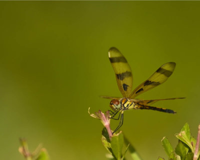 g1/07/306507/3/128922822.XcOQT4tx.jpg