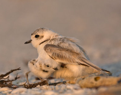 Snowy Plover