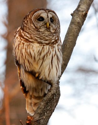 Barred Owl