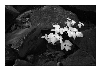 RockLeaves.jpg