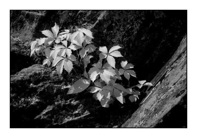 Virginia Creeper.jpg