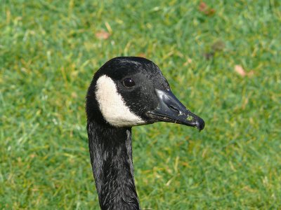 893 Canada Goose.jpg