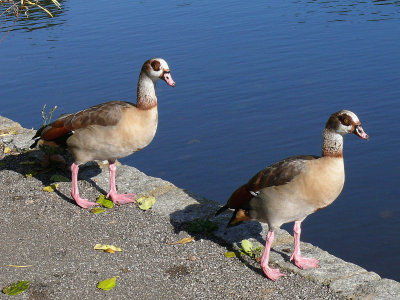 900 Egyptian Geese.jpg