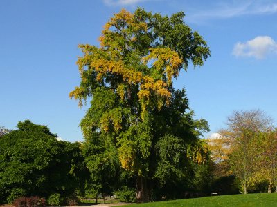 908 Ginkgo Biloba tree.jpg