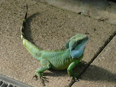 914 Iguana.jpg