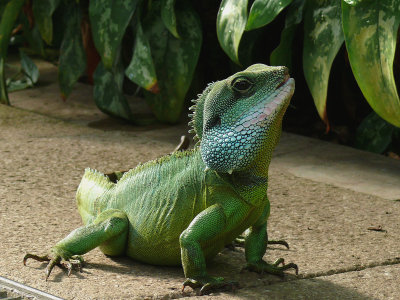 915 Iguana.jpg