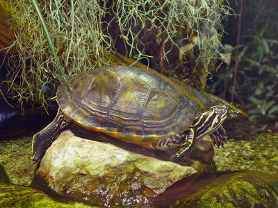 919 Turtle.jpg