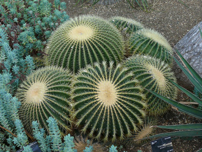 926 Cactii.jpg