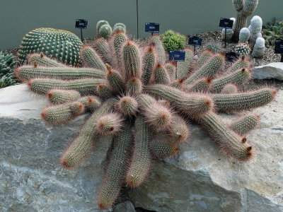 928 Spiny Cactus.jpg